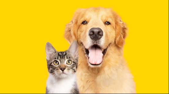 As doenças renais afetam uma parcela significativa da população de pets (Imagem: Vinicius Florio | Shutterstock)