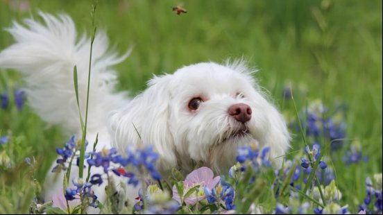 Os animais também podem sofrer consequências ao serem picados por uma abelha (Imagem: kembly0914 | Shutterstock)