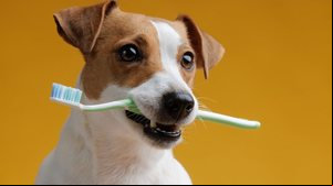 Os dentes dos animais também necessitam de cuidados (Imagem: sergey kolesnikov | Shutterstock)