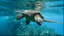 Foi reportada a morte de entre 500 e 1.000 de tartarugas | Reprodução/Freepik