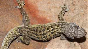 Lagartixa phyllopezus selmae vive é nativa de cinco municípios da bacia do Rio Coruripe, em Alagoas | Foto: Divulgação