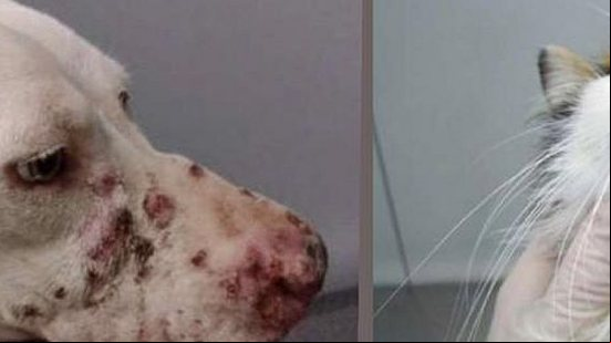 Lesões em pele de cão | INI / Fiocruz