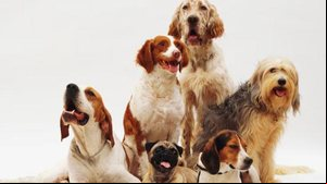 Prevenção, diagnósticos avançados e terapias aumentam a expectativa de vida dos animais de estimação | Foto: Freepik