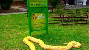 Píton agora vai viver no Parque Arruda Câmara, o Parque da Bica, na Paraíba | Arquivo pessoal