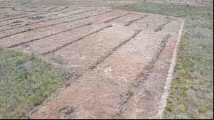 Ibama embarga área equivalente a 700 campos de futebol desmatada ilegalmente em Alagoas | Foto: Reprodução / Ibama