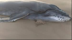 Imagem Baleia jubarte é encontrada morta no Pontal do Peba, Litoral Sul de Alagoas