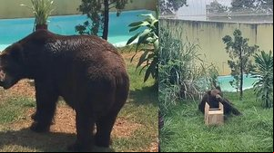 Reprodução / Zoológico de Goiânia