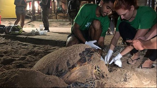 Animal está sendo monitorado por técnicos do Biota | Foto: Cortesia Biota