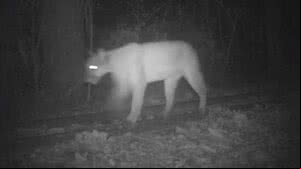 Divisão da Fauna Silvestre/Secretaria Municipal do Verde e do Meio Ambiente