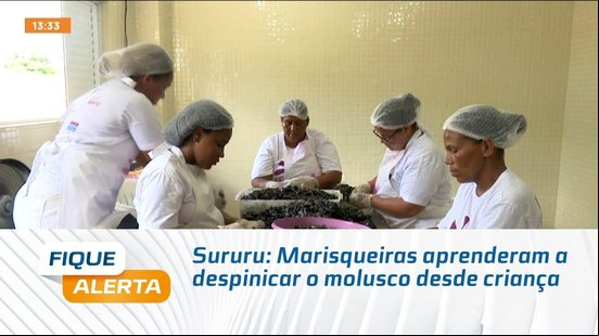 Sururu: Marisqueiras aprenderam a despinicar o molusco desde criança