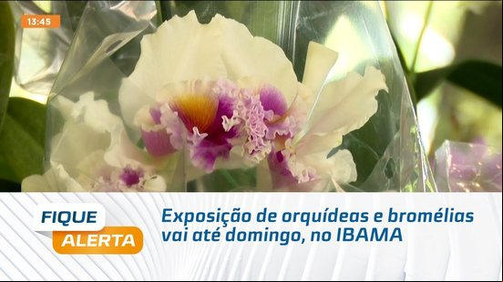 Exposição de orquídeas e bromélias vai até domingo, no IBAMA