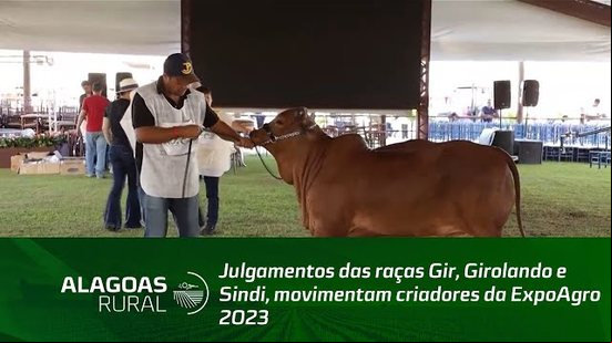Julgamentos das raças Gir, Girolando e Sindi, movimentam criadores da ExpoAgro 2023