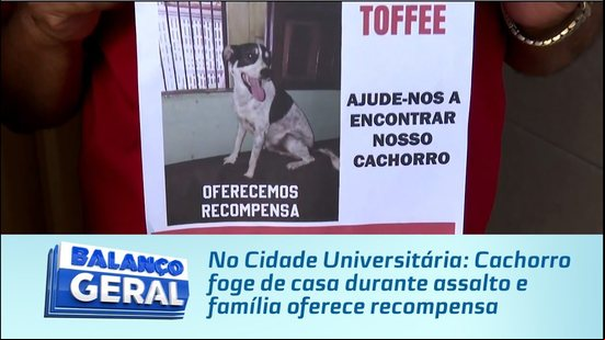 No Cidade Universitária: Cachorro foge de casa durante assalto e família oferece recompensa