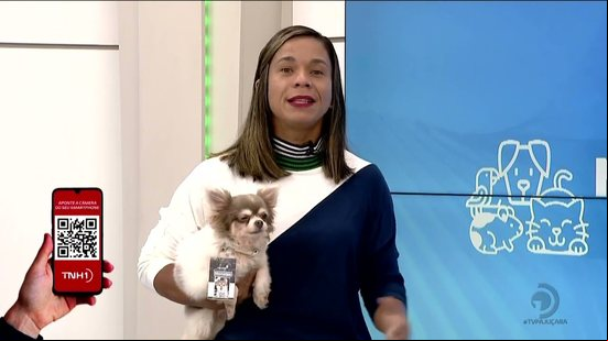 Como proteger seu PET da leptospirose durante períodos de chuva