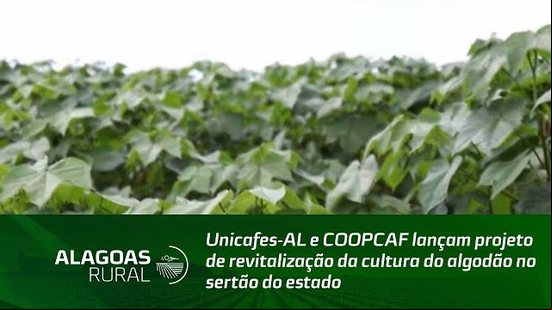 Unicafes-AL e COOPCAF lançam projeto de revitalização da cultura do algodão no sertão do estado