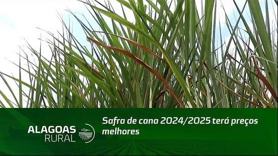 Safra de cana 2024/2025 terá preços melhores
