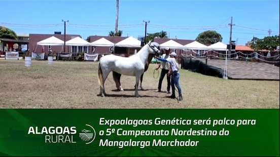 Expoalagoas Genética será palco para o 5º Campeonato Nordestino do Mangalarga Marchador