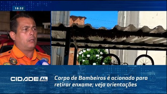 Ataque de Abelhas: Corpo de Bombeiros é acionado para retirar enxame; veja orientações